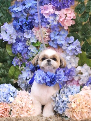 20250606あずきちゃん